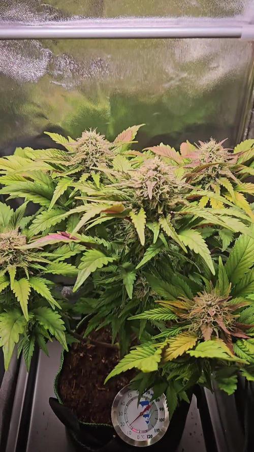 Speed Queen - Mandala Seeds (Minigrow)