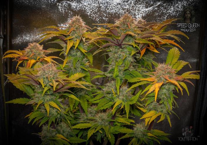 Speed Queen - Mandala Seeds (Minigrow). Week 13