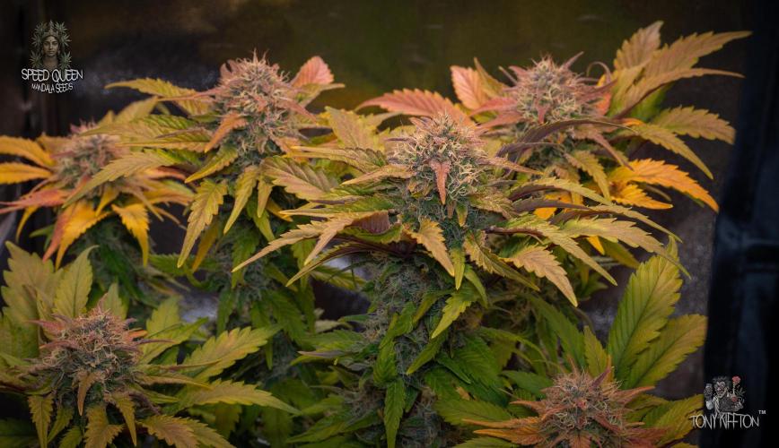 Speed Queen - Mandala Seeds (Minigrow). Week 13