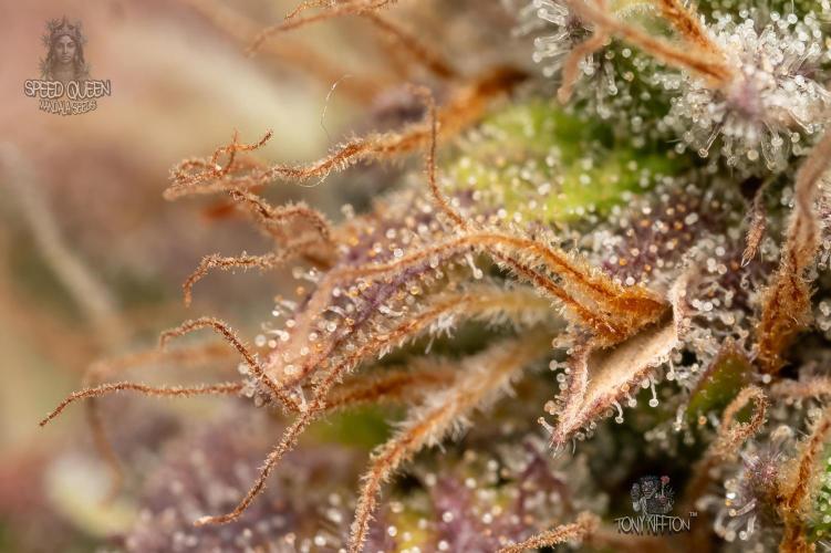 Speed Queen - Mandala Seeds (Minigrow). Week 13