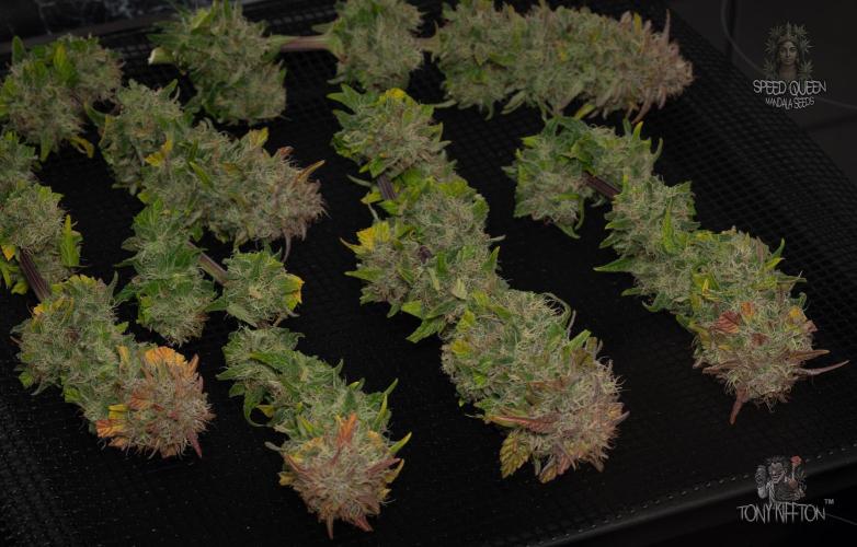 Speed Queen - Mandala Seeds (Minigrow). Week 14