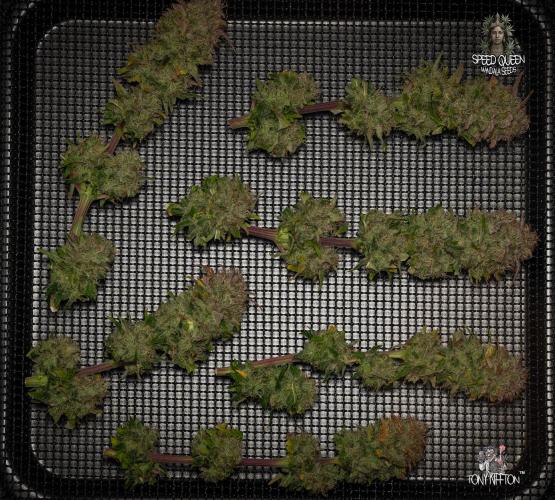 Speed Queen - Mandala Seeds (Minigrow). Week 14