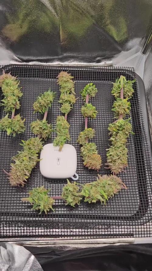 Speed Queen - Mandala Seeds (Minigrow)