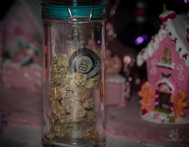 Speed Queen - Mandala Seeds (Minigrow). Week 14