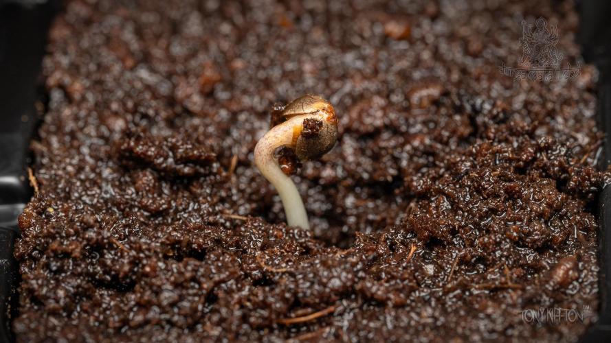 Wizard Paradise. Week 0