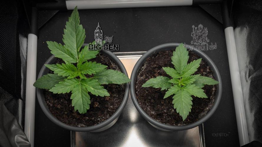 Wizard Paradise. Week 2