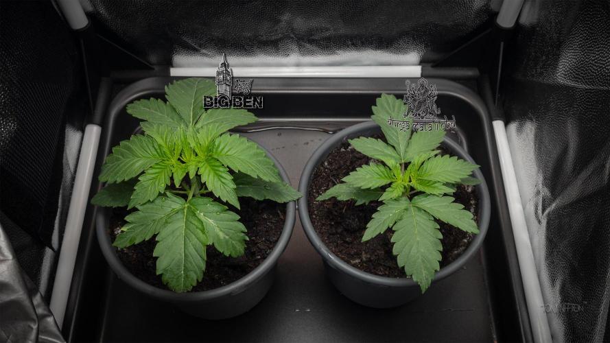 Wizard Paradise. Week 2