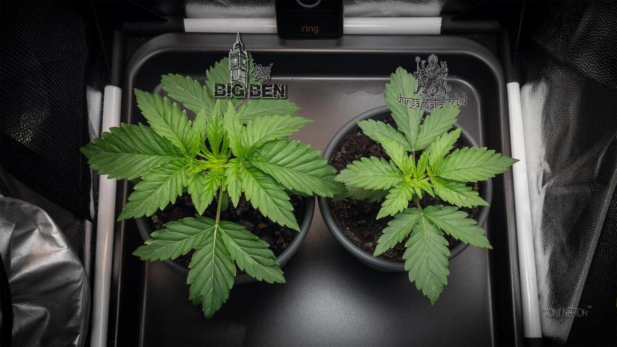 Wizard Paradise. Week 2