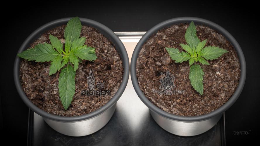 Wizard Paradise. Week 1
