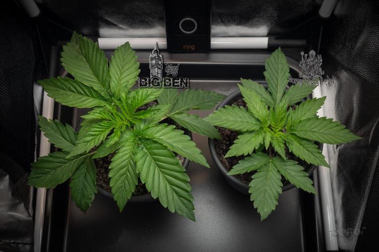 Wizard Paradise. Week 3
