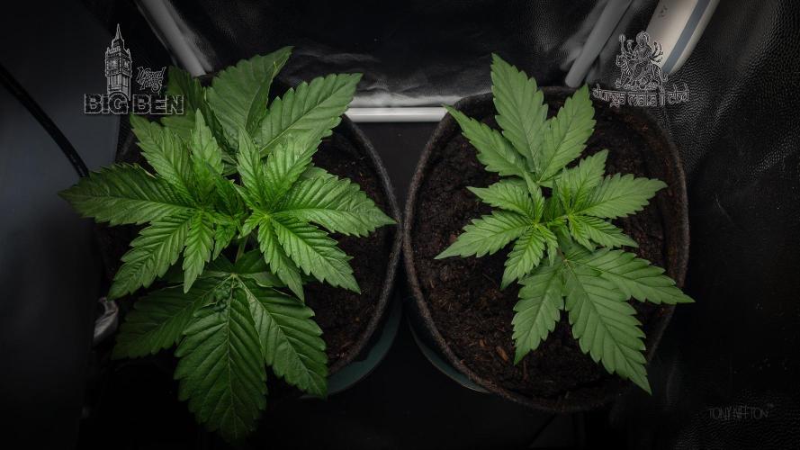 Wizard Paradise. Week 3