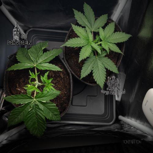 Wizard Paradise. Week 3