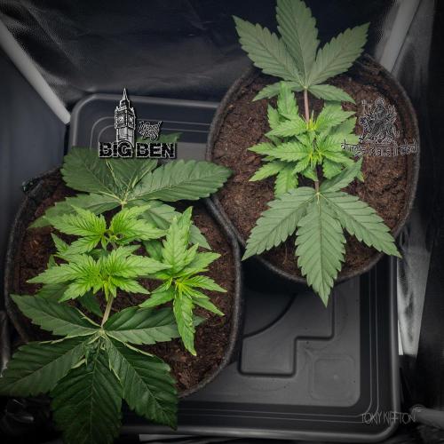 Wizard Paradise. Week 3