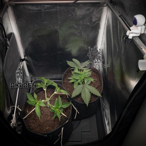 Wizard Paradise. Week 4