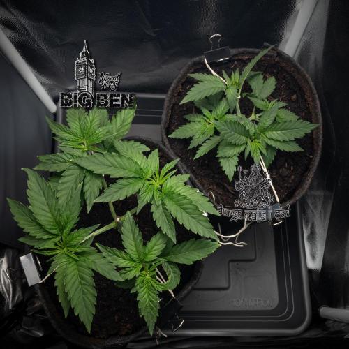 Wizard Paradise. Week 4