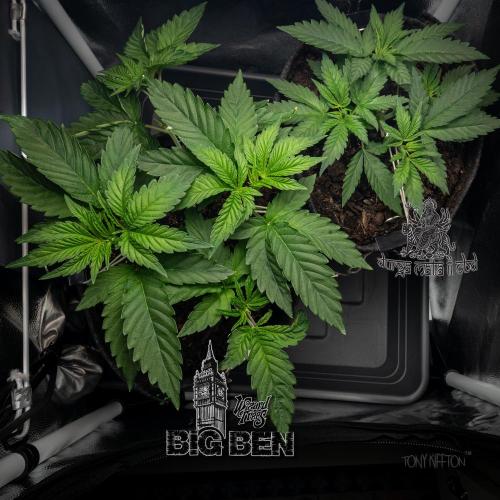 Wizard Paradise. Week 4