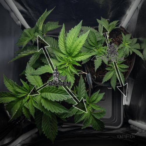 Wizard Paradise. Week 4