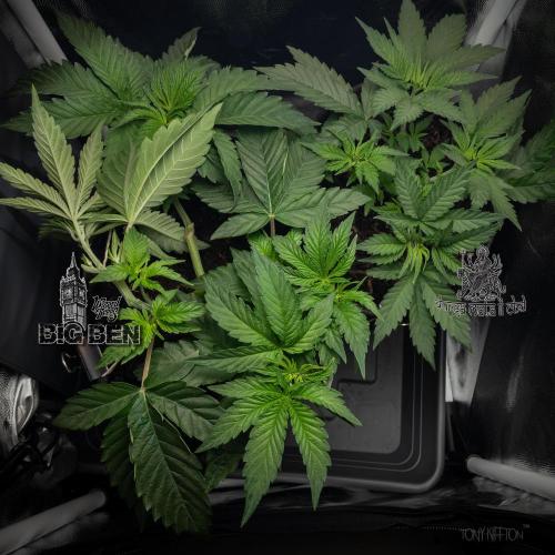 Wizard Paradise. Week 5