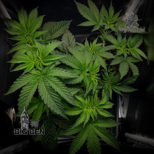 Wizard Paradise. Week 5