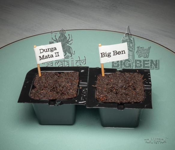 Wizard Paradise. Week 0