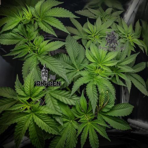 Wizard Paradise. Week 5