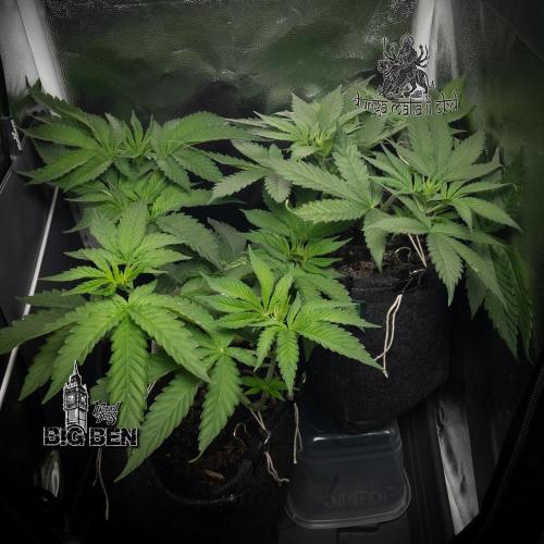 Wizard Paradise. Week 5