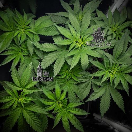 Wizard Paradise. Week 6