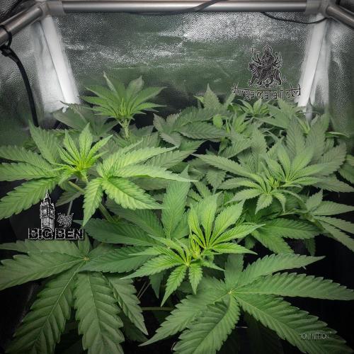 Wizard Paradise. Week 6