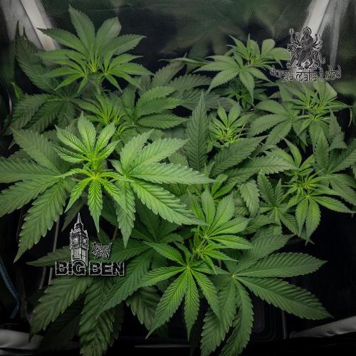 Wizard Paradise. Week 6