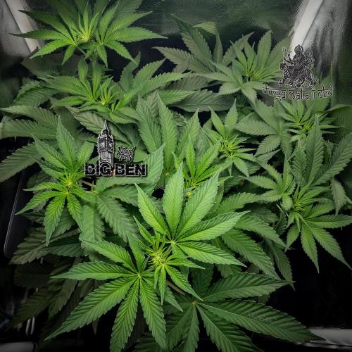 Wizard Paradise. Week 6
