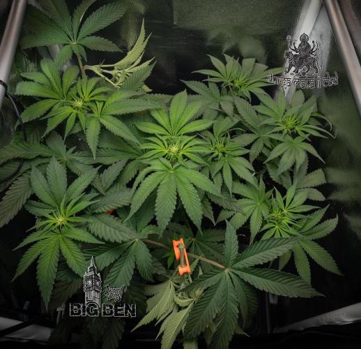 Wizard Paradise. Week 7