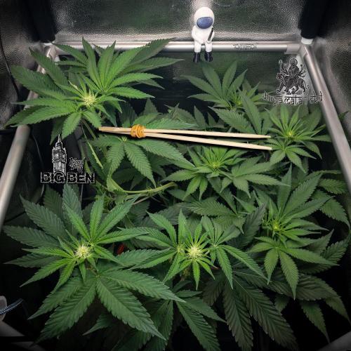 Wizard Paradise. Week 7