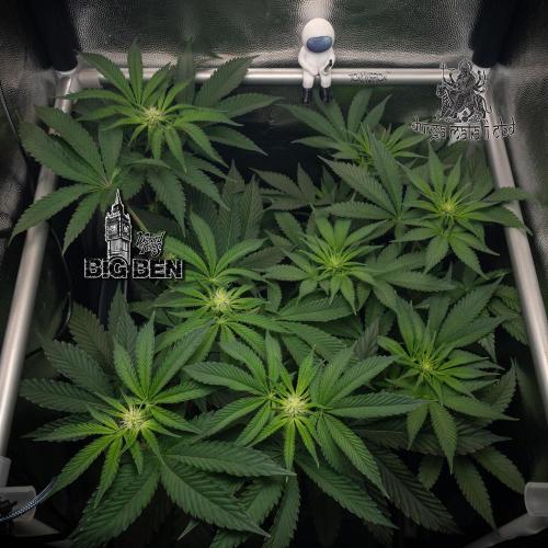 Wizard Paradise. Week 7