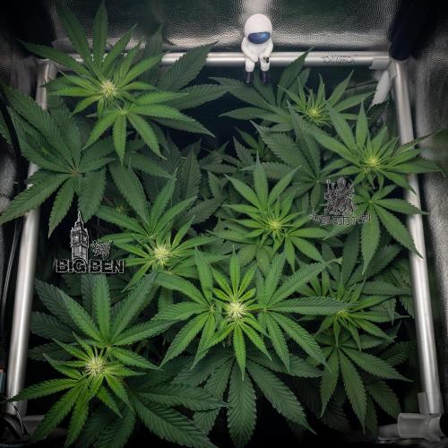 Wizard Paradise. Week 7