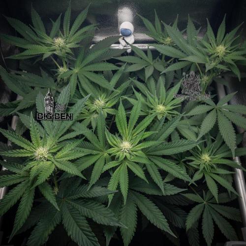 Wizard Paradise. Week 8