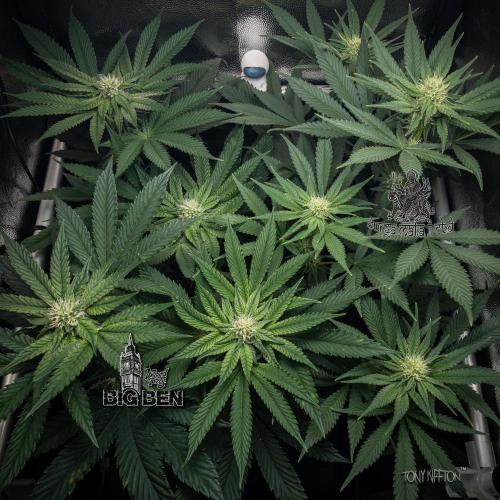 Wizard Paradise. Week 8