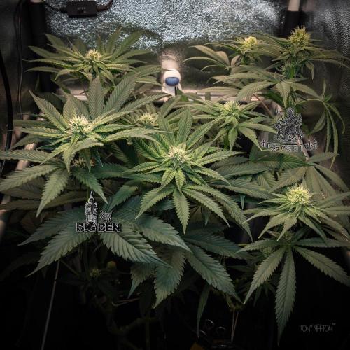 Wizard Paradise. Week 9