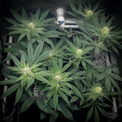 Wizard Paradise. Week 9
