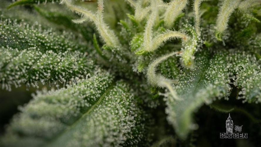 Wizard Paradise. Week 9
