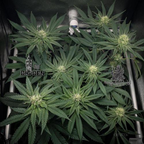 Wizard Paradise. Week 9