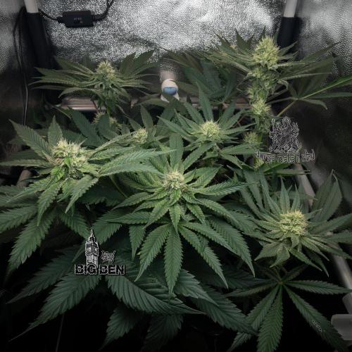 Wizard Paradise. Week 9