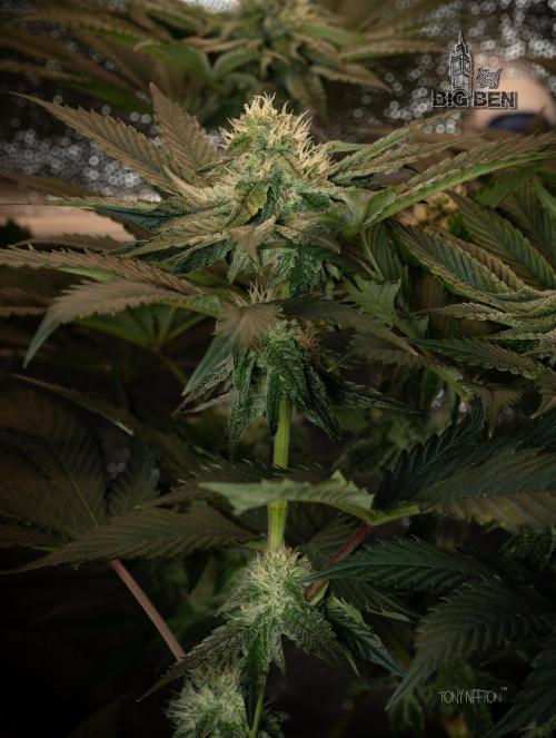 Wizard Paradise. Week 9