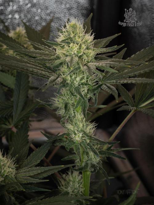 Wizard Paradise. Week 9