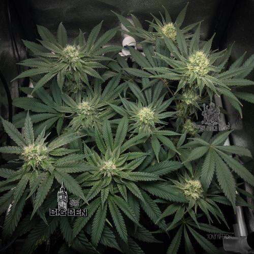 Wizard Paradise. Week 10