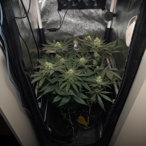 Wizard Paradise. Week 10