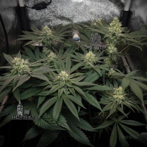 Wizard Paradise. Week 10