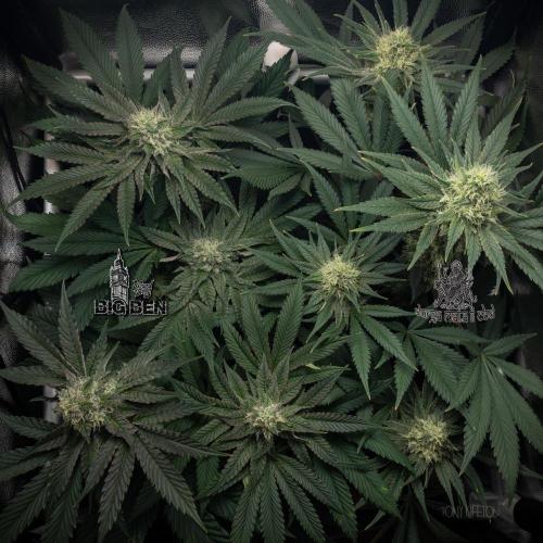 Wizard Paradise. Week 10