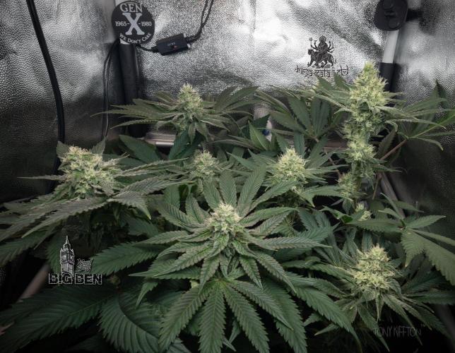 Wizard Paradise. Week 10