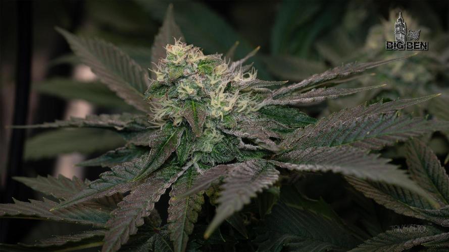 Wizard Paradise. Week 10