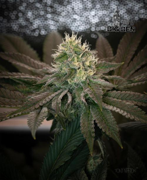 Wizard Paradise. Week 10
